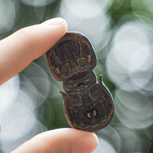 Spined Pleated Trilobite Figurine